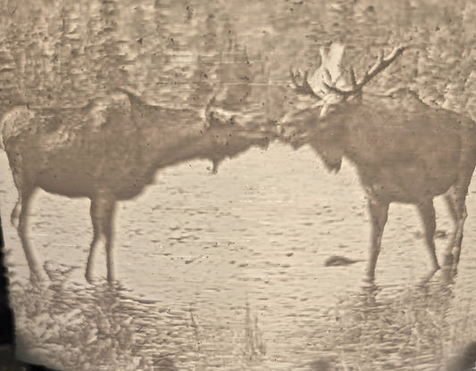 Kissing Moose